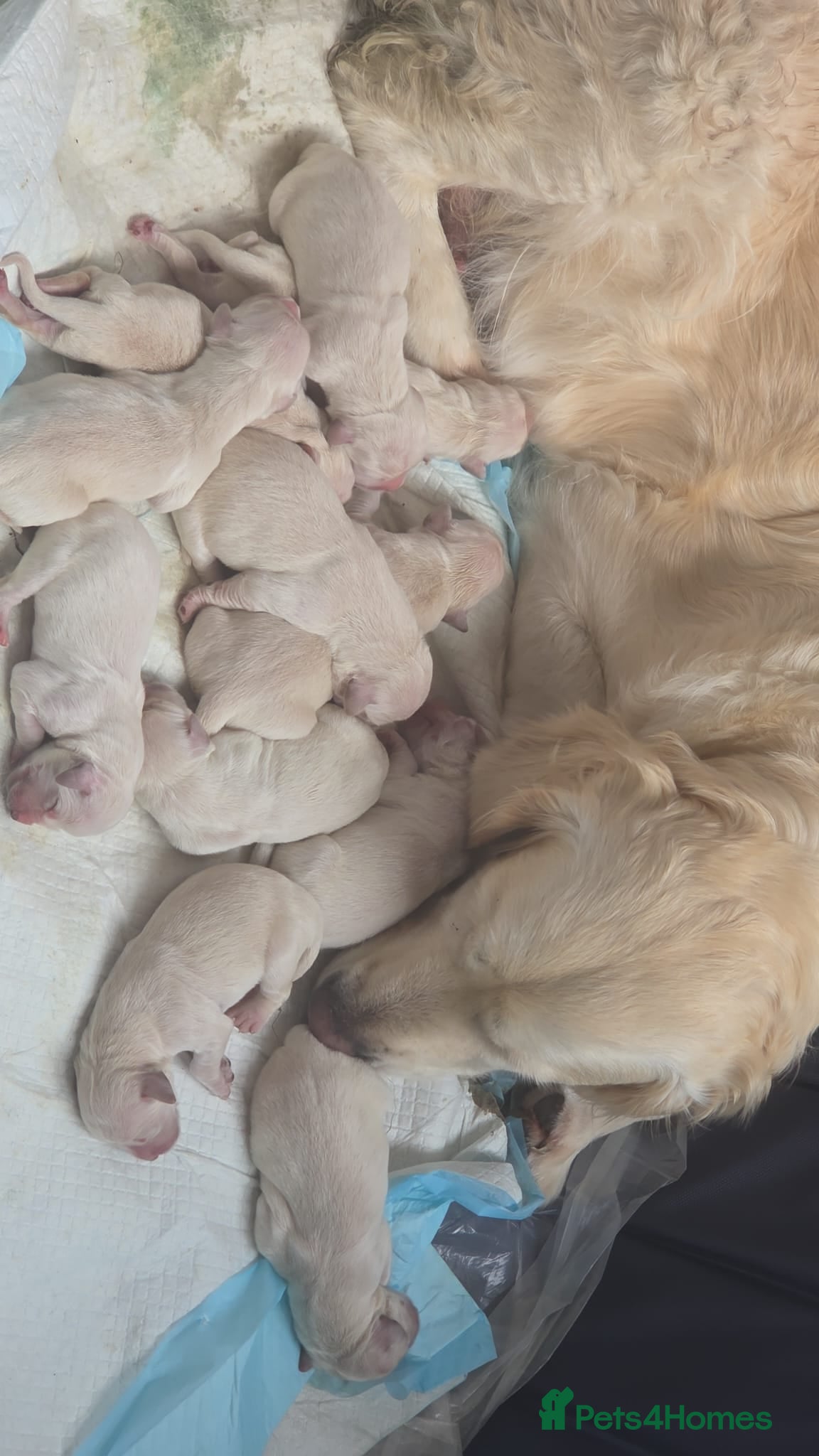 Golden Retriever dogs Stunning Cream KC registered Golden Retrievers  - Advert 1