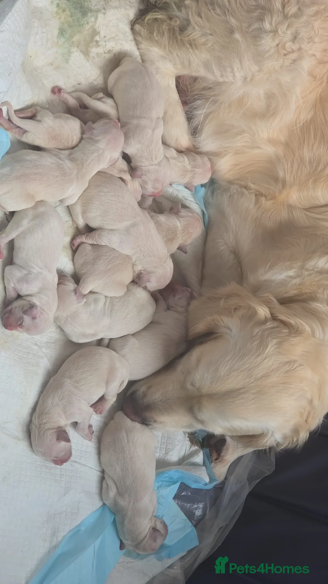 Golden Retriever dogs for sale: Stunning Cream KC registered Golden Retrievers  - Advert 1