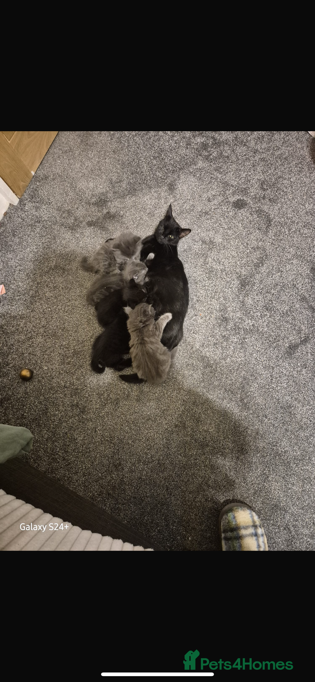 Mixed Breed cats for sale: Two stunning grey female kittens for sale  - Advert 8
