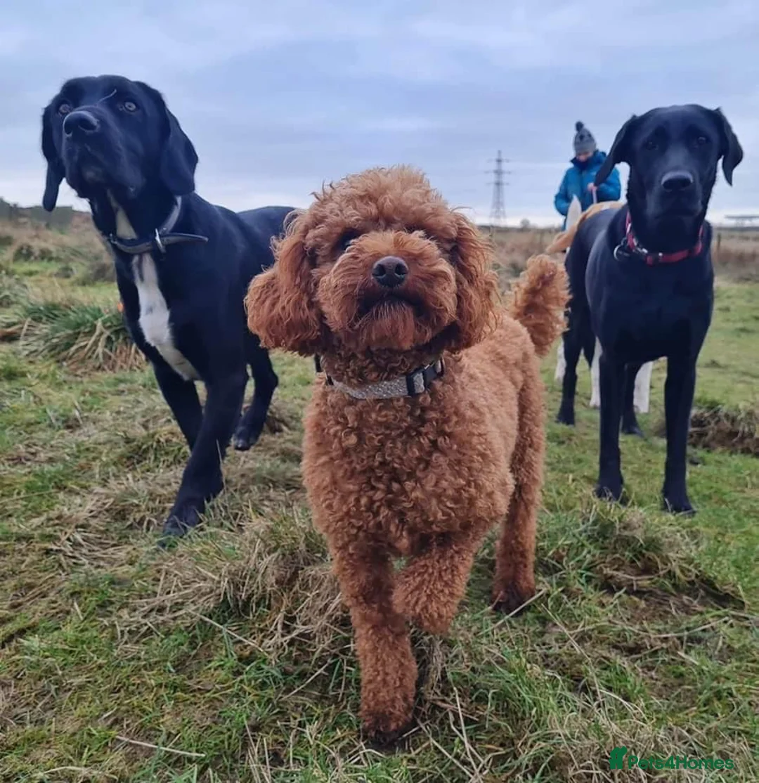 Cockapoo dogs for sale: F1 Cockapoo Winnie’s Puppies have arrived - Advert 17