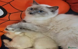 Ragdoll cats for sale: 🌸 Last Ragdoll Girl Available & Ready Now! 💕🐱 - Image 8