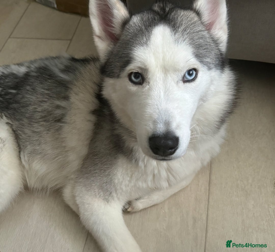 Siberian Husky dogs for sale: Blue Eyed Husky Girl - Image 11