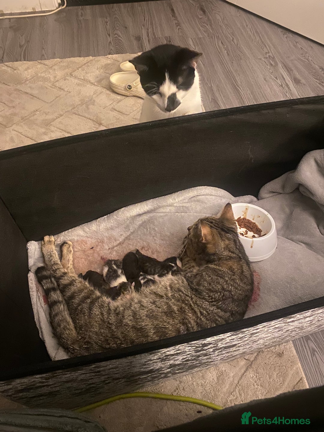 Mixed Breed cats for sale: Male and female kitten for sale - Advert 7