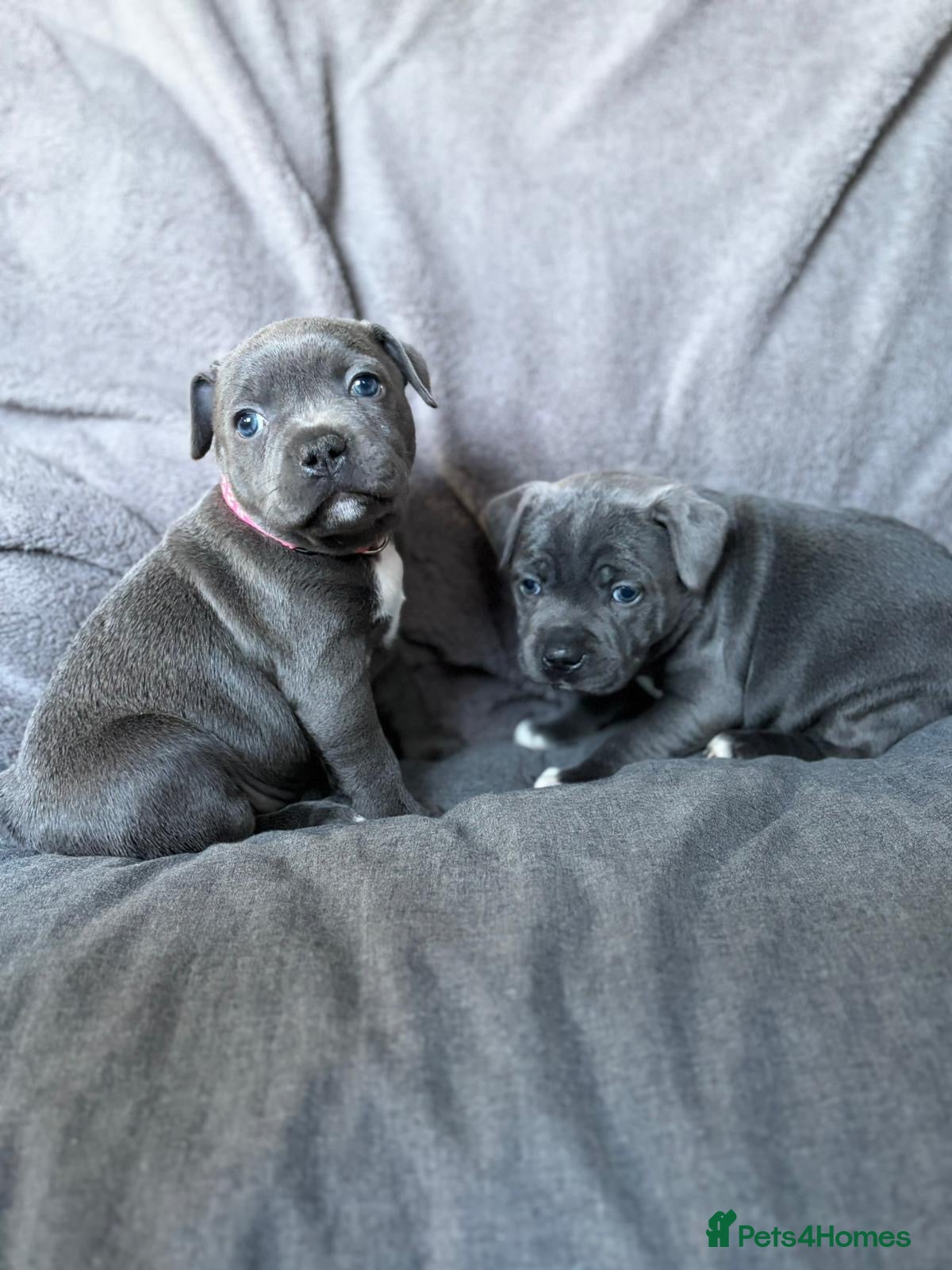 Staffordshire Bull Terrier dogs Blue Staffy pups *2 girls left* - Advert 2