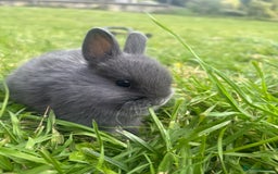 Netherland Dwarf rabbits for sale: Sweet blue Netherland dwarf bunnies  - Image 3