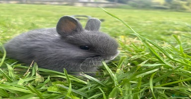Netherland Dwarf rabbits - Advert 10
