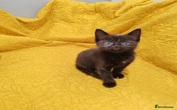 Mixed Breed cats for sale: Beautiful kittens VIDEOS - Image 6