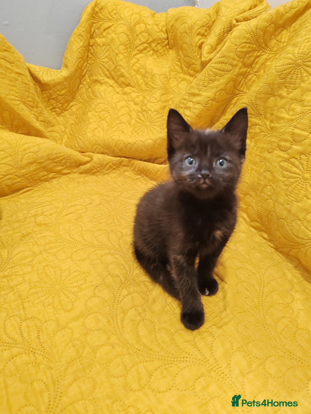 Mixed Breed cats for sale: Beautiful kittens VIDEOS - Image 6