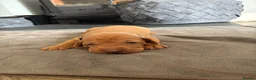 Hungarian Vizsla dogs for sale: Gwens puppies 🐾 - Advert 10