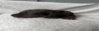 Cockapoo 3