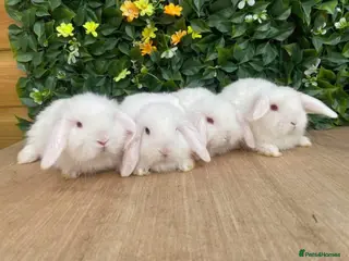 Mini Lop rabbits Mini lops boys and girls ready now 8 weeks old - Advert 15