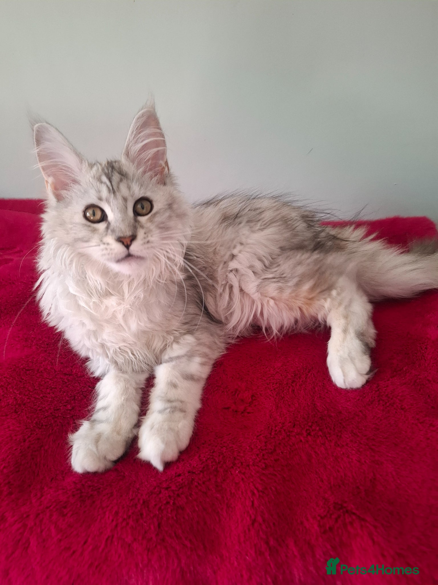 Maine Coon cats Tica Registered Maine Coon Kittens - Advert 10