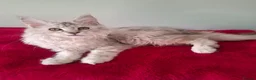 Maine Coon cats for sale: Tica Registered Maine Coon Kittens - Advert 5