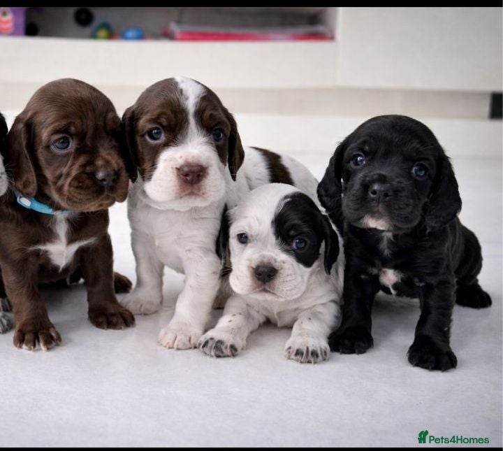 Cocker Spaniel dogs Working Cocker Spaniels - excellent blood line  - Advert 15