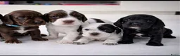 Cocker Spaniel dogs for sale: Working Cocker Spaniels - excellent blood line  - Advert 1