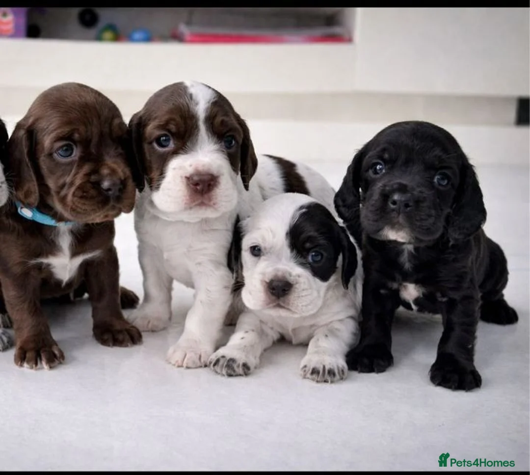 Cocker Spaniel dogs for sale: Working Cocker Spaniels - excellent blood line  - Advert 1