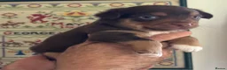 Mixed Breed dogs for sale: Adorable Jack Russell X Terrier puppies - Advert 14