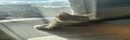 Mixed Breed cats for sale: Tabby cat  - Advert 3