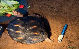 Tortoise reptiles for sale: Redfoot tortoise🐢 - Image 4