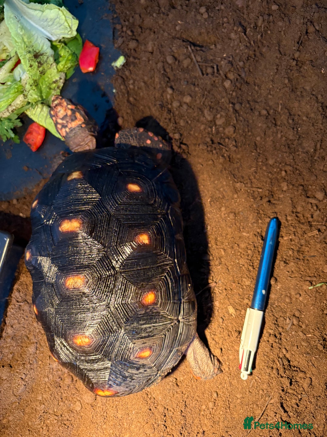 Tortoise reptiles for sale: Redfoot tortoise🐢 - Image 4