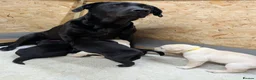 Labrador Retriever dogs for sale: 🐾 Labrador Pups 🐾 - Advert 24