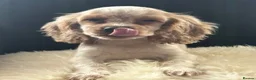 Cockalier dogs for sale: Cockalier puppies - health tested parents - Advert 1