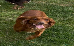 Cocker Spaniel dogs for sale: Working KC cocker spaniels  - Image 13