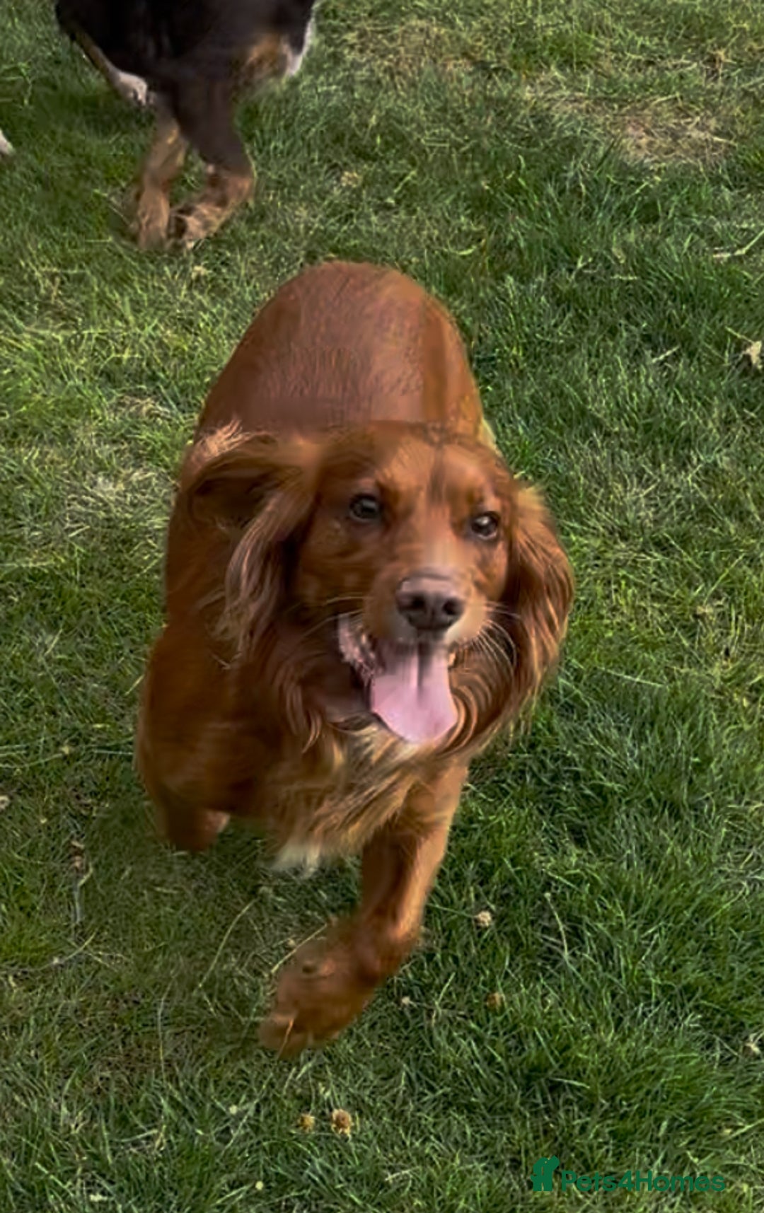 Cocker Spaniel dogs for sale: Working KC cocker spaniels  - Image 13