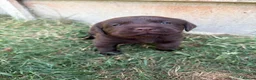 Labrador Retriever dogs for sale: KC registered chocolate Labrador puppies 🐾  - Advert 11