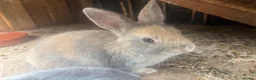 Mixed Breed rabbits for sale: 4 beautiful baby bunnies - Advert 3