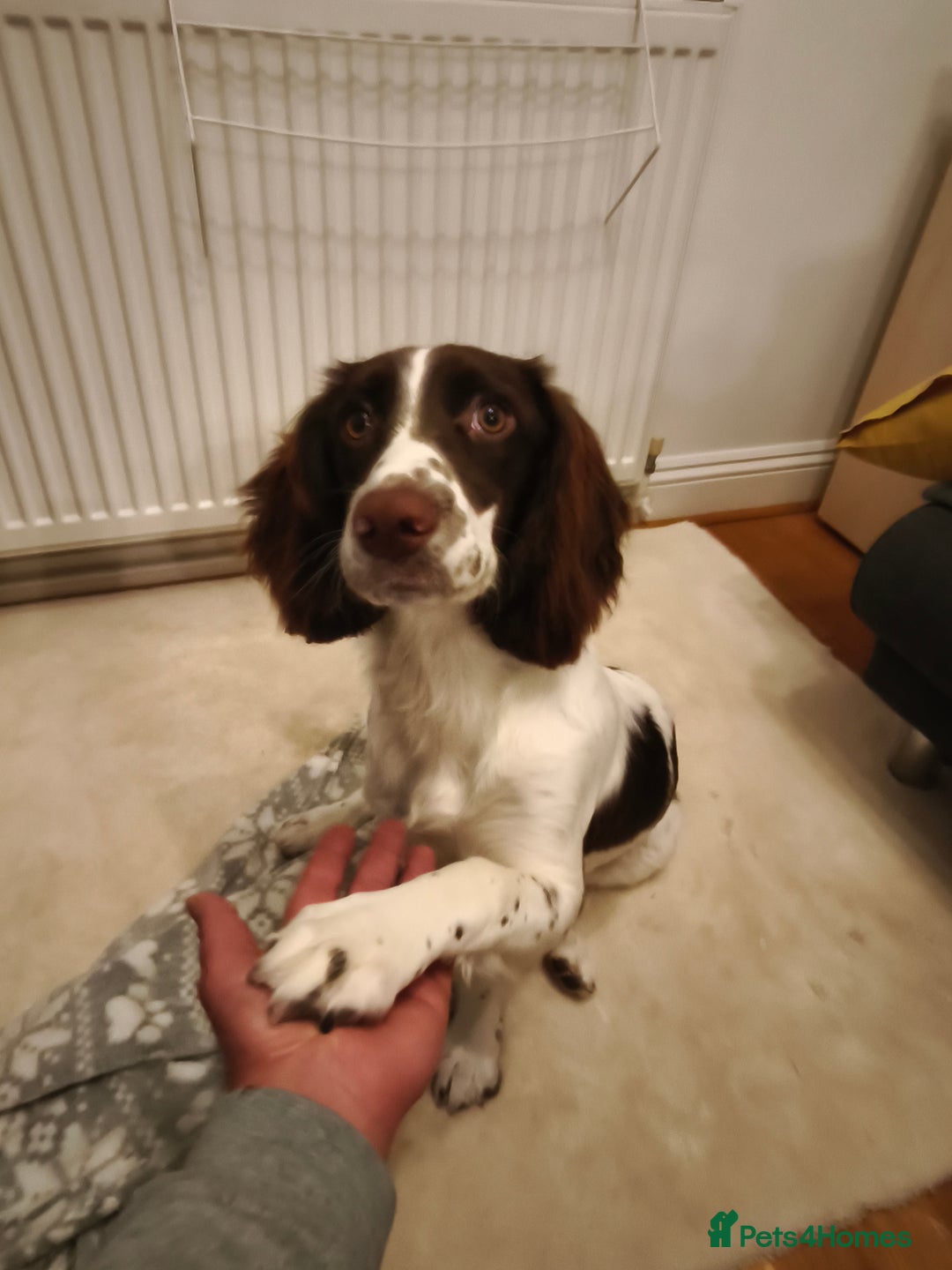 Sprocker dogs for sale: Family dog Sprocker puppy  - Advert 6
