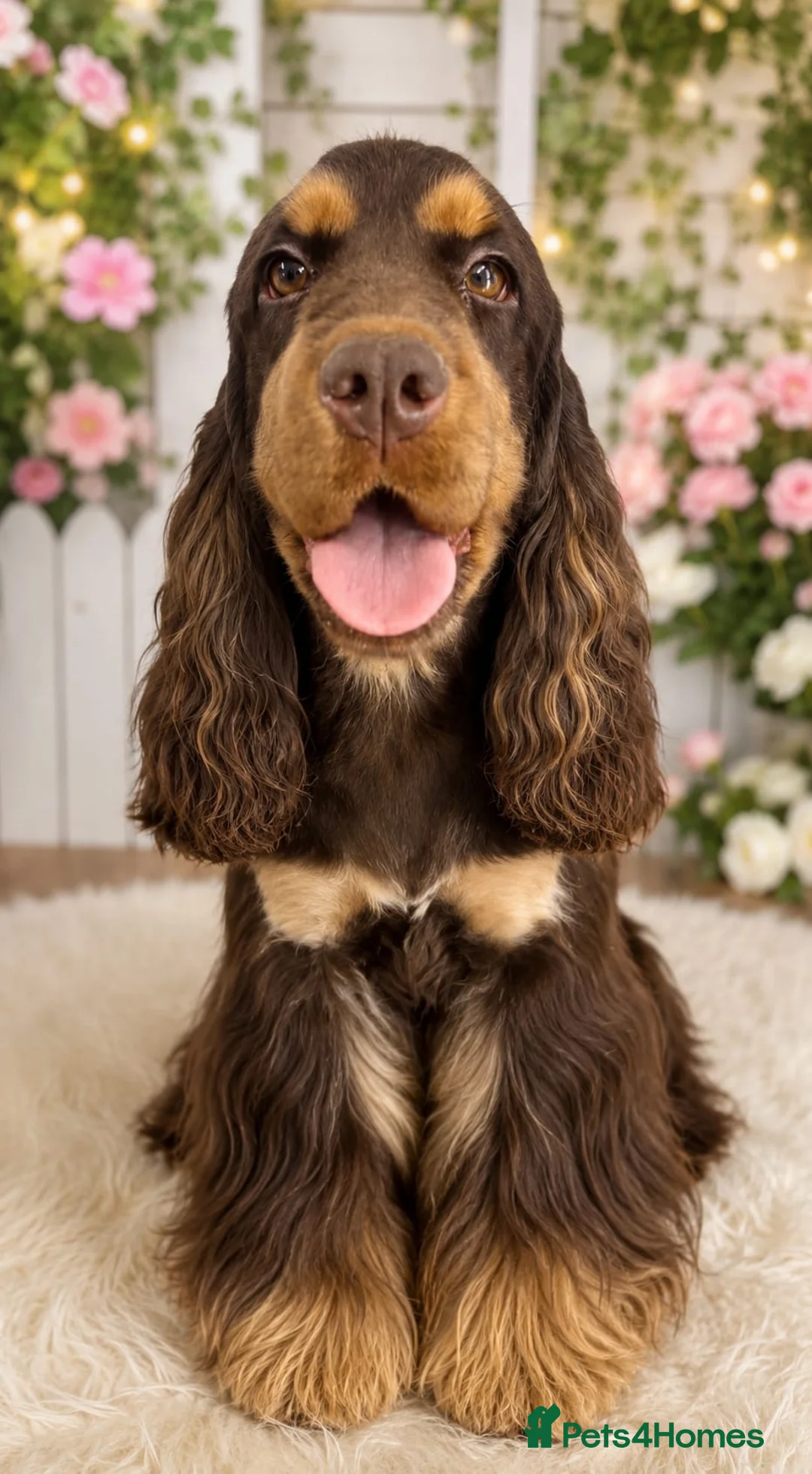Cocker Spaniel dogs for sale: Gorgeous Chocolate & Tan Girl - Advert 2