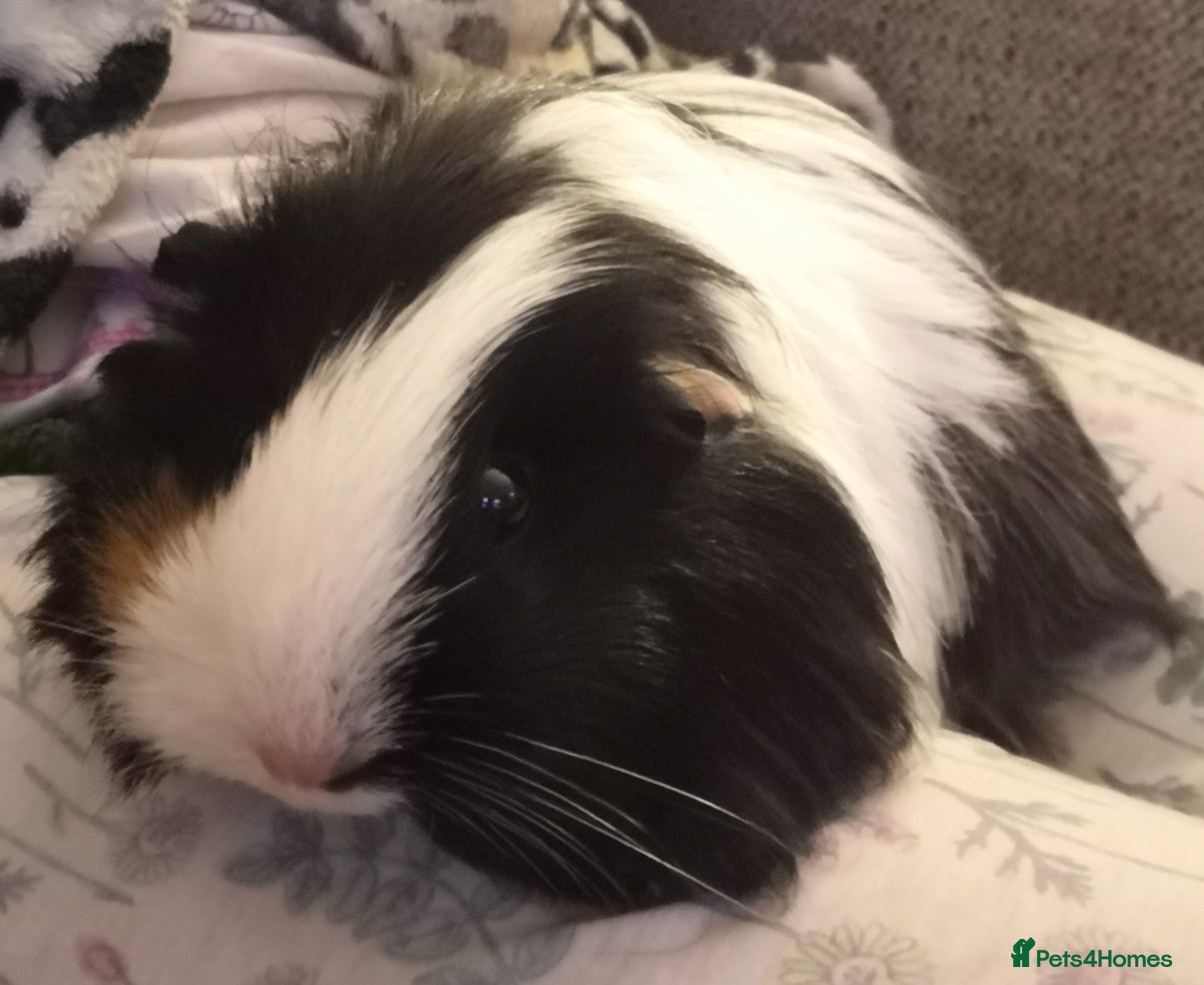 Guinea Pig rodents Guinea pig sow pair for adoption - Advert 1