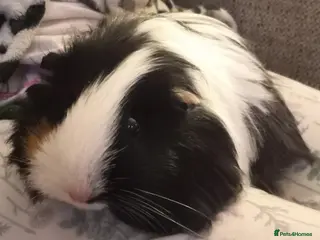 Guinea Pig rodents Guinea pig sow pair for adoption - Advert 1