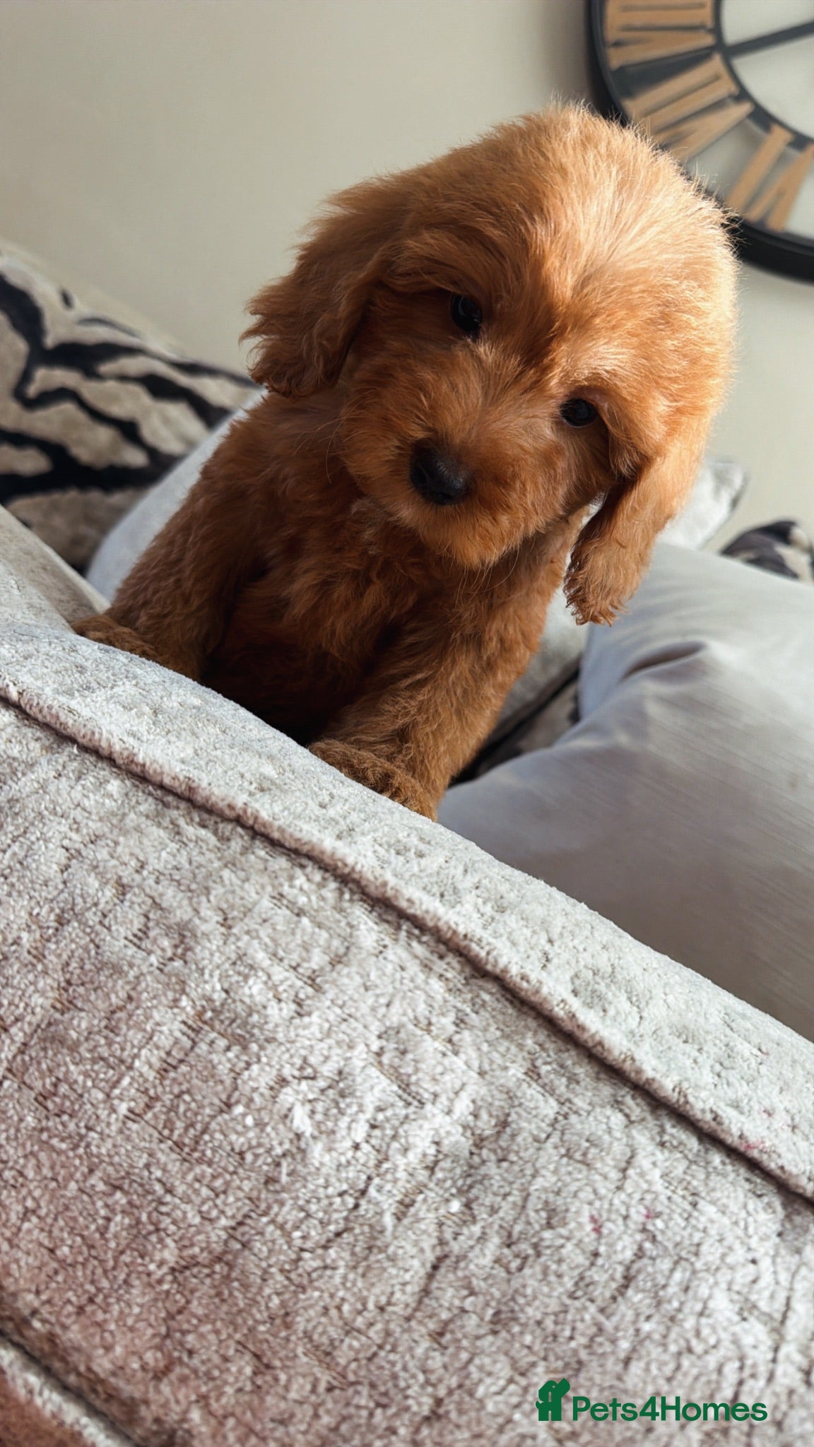 Cockapoo dogs 🐶Ready now Amazing red cockapoos🐶 - Advert 1