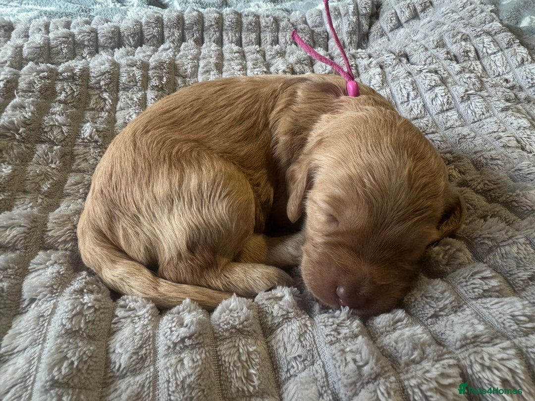 Cockapoo dogs for sale: Cockapoo pups 🐶 health screened parents  - Image 5