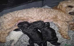 Maltipoo dogs for sale: Maltipoo puppies ready in 8 weeks  - Image 11