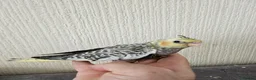 Cockatiels birds for sale: Cockatiel chicks hand tame  - Advert 22