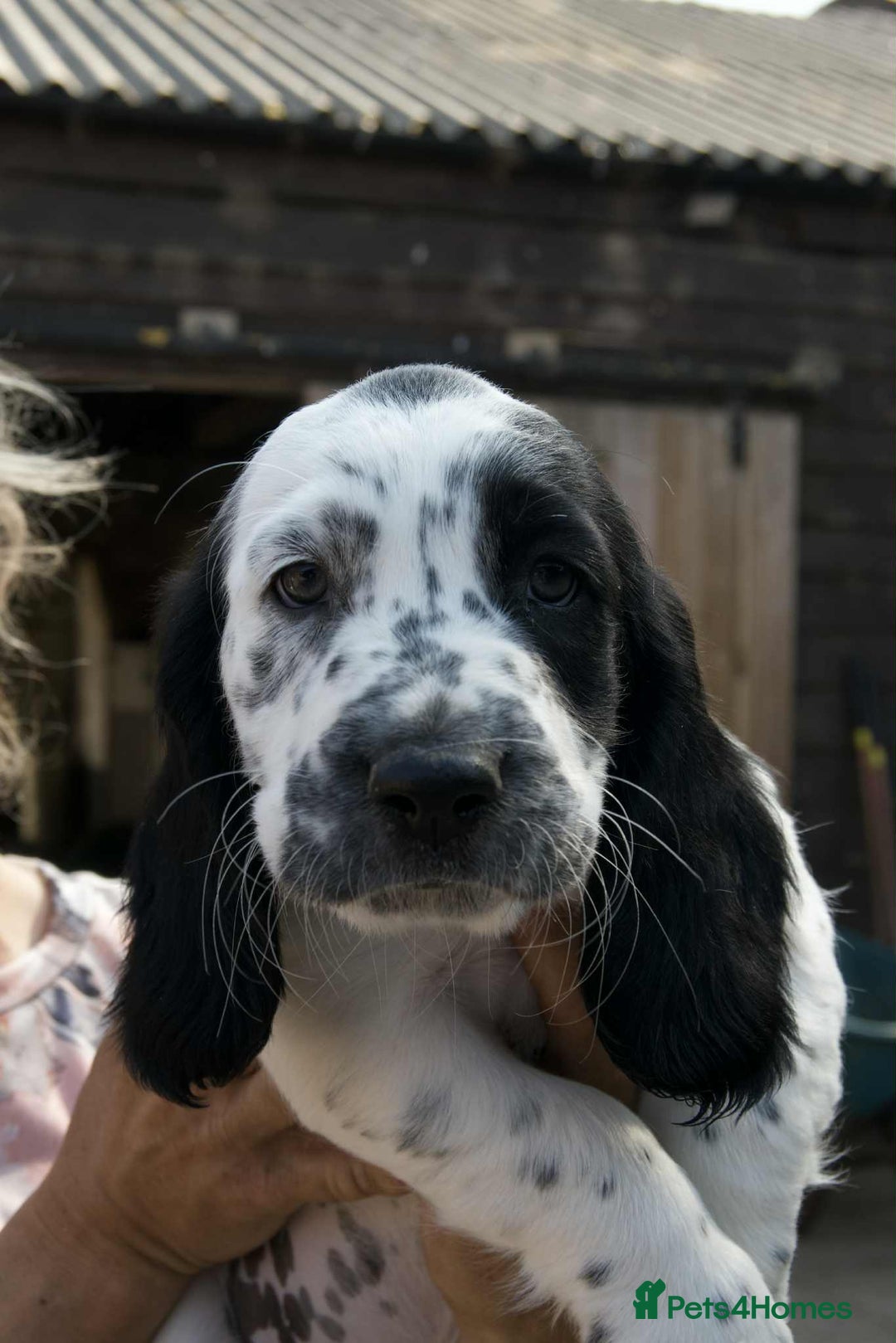 Mixed Breed dogs for sale: Basset X Springer puppies  - Image 4