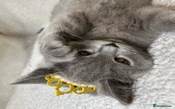 British Shorthair cats for sale: Adorable British Shorthair Kittens — READY TO GO! - Advert 6