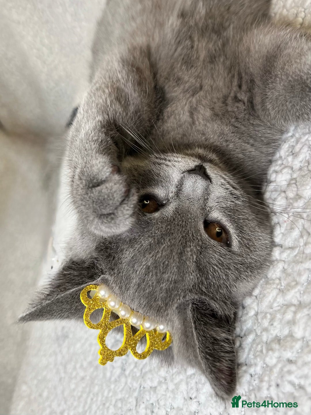 British Shorthair cats for sale: Adorable British Shorthair Kittens — READY TO GO! - Advert 6