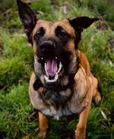 Mixed Breed dogs - Advert 4