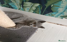 Brazilian Shorthair cats for sale: 2 British Shorthair Brothers  - Image 1