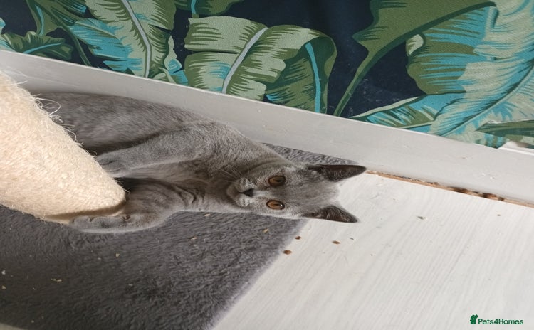 Brazilian Shorthair cats - Advert 7