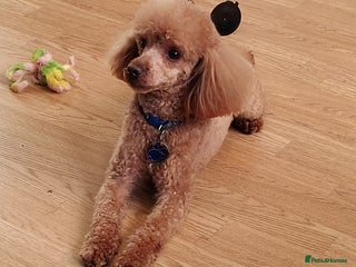 Toy Poodle dogs in Blackburn - Advert 23