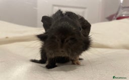 Guinea Pig rodents for sale: Baby Guinea Pig Boars - Image 8