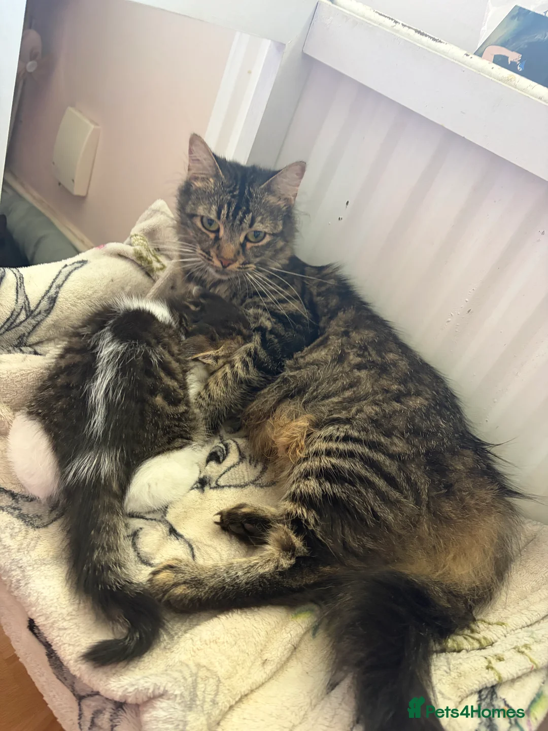 Domestic Shorthair cats for sale: 2 beautiful male kittens  - Advert 1