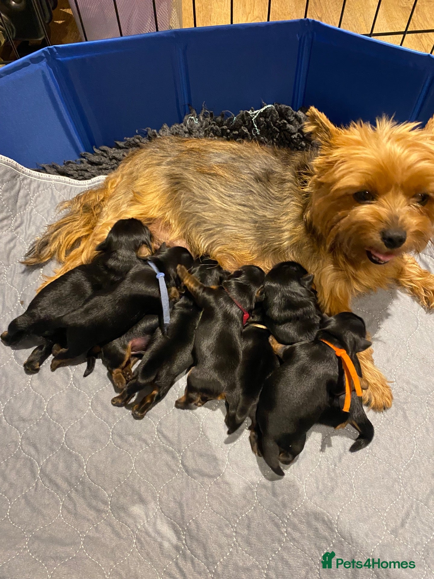 Yorkshire Terrier dogs KC Registered Yorkshire Terrier Puppies  - Advert 3
