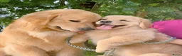 Golden Retriever dogs for sale: Six Golden Retriever puppies ready to fall inlove in Manchester - Advert 1