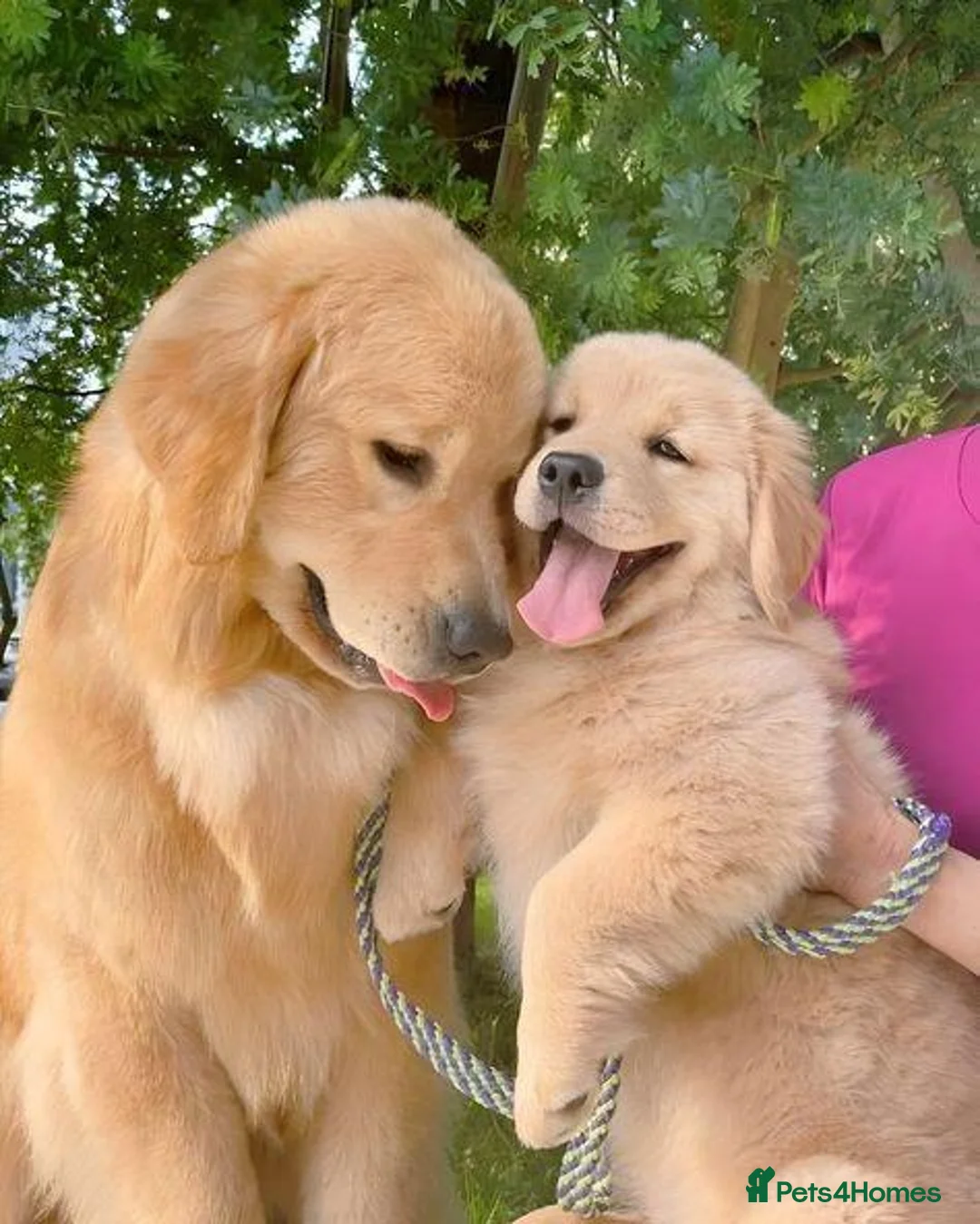 Golden Retriever dogs for sale: Six Golden Retriever puppies ready to fall inlove in Manchester - Advert 1